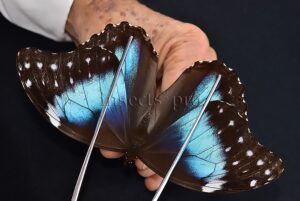 Morpho menelaus occidentalis ♀