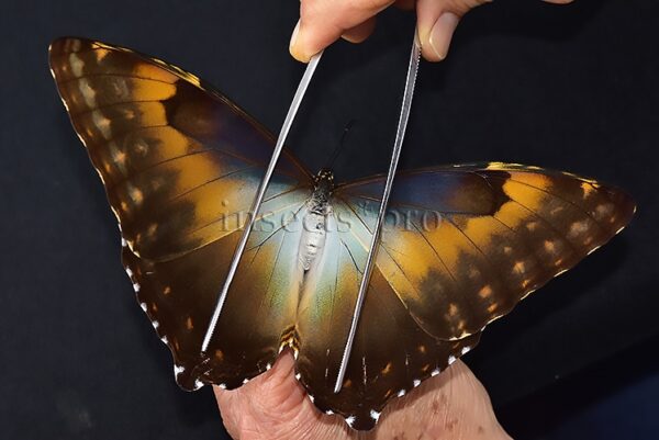 Morpho cisseis jeannoti A1 ♀