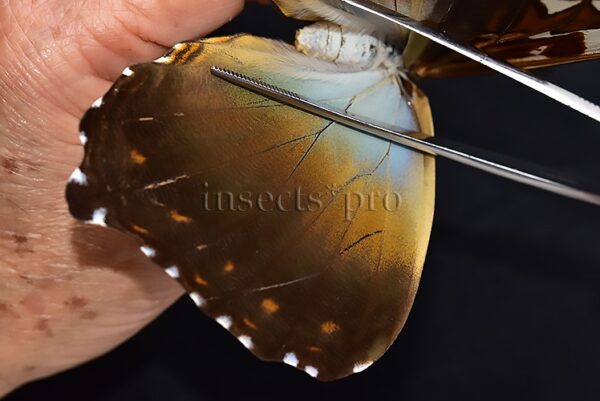 Morpho cisseis jeannoti A1 ♀ - Image 4