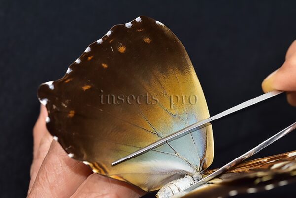 Morpho cisseis jeannoti A1 ♀ - Image 5