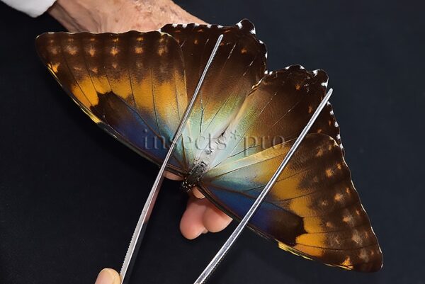 Morpho cisseis jeannoti A1 ♀ - Image 6