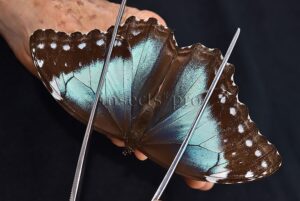 Morpho menelaus occidentalis ♀