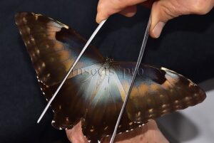 Morpho cisseis gahua A1 ♀ GOOD FORM FEMALE