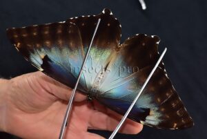 Morpho cisseis jeannoti A1 ♀