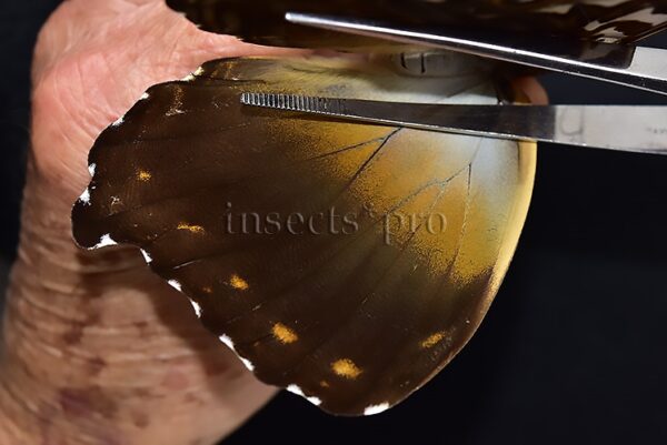 Morpho cisseis jeannoti A1 ♀ BIG SPECIMEN - Image 4