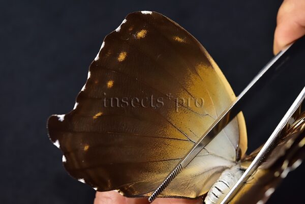 Morpho cisseis jeannoti A1 ♀ BIG SPECIMEN - Image 5