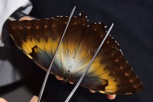 Morpho cisseis jeannoti A1 ♀ BIG SPECIMEN