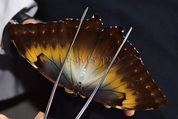 Morpho cisseis jeannoti A1 ♀ BIG SPECIMEN