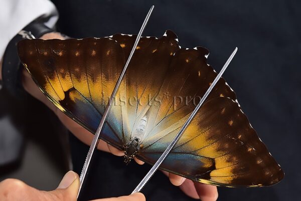 Morpho cisseis jeannoti A1 ♀ BIG SPECIMEN - Image 6