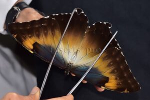 Morpho cisseis gahua A1 ♀