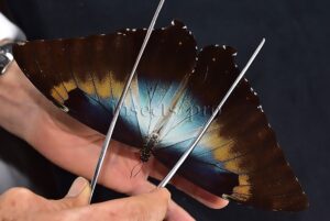 Morpho cisseis gahua A1 ♂
