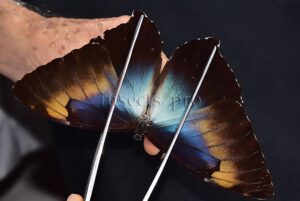 Morpho cisseis phanodemus ♂ RARE from lowland areas