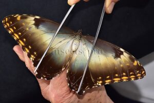 Morpho hecuba werneri ♀