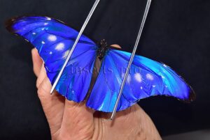 Morpho rhetenor mariajosianae f. pseudoparadisiaca ♂ INTENSIVE WHITE SPOTS