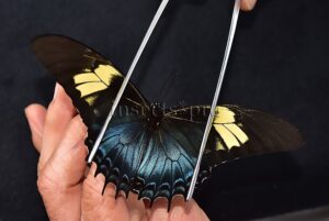Heraclides androgeus androgeus ♀