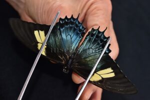 Heraclides androgeus androgeus A1 ♀
