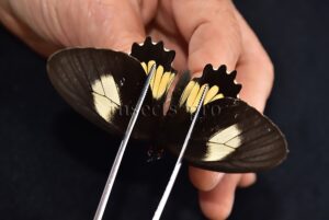 Parides aeneas huallaga ♀