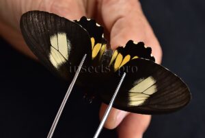 Parides aeneas huallaga A1 ♀
