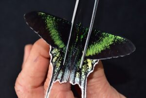 Urania leilus A1 ♂ ABERRATION*