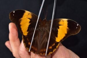 Selenophanes cassiope perenensis ♂ RARE