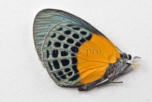 Asterope buckleyi A1 ♀