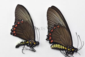 Battus crassus crassus A1 ♂♀ MALE & FEMALE PAIR (male + female)