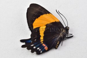 Ancyluris inca cacica ♀