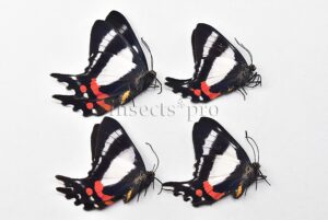Ancyluris formosissima venerabilis ♀ SET of 4 sp.