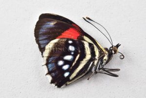 Callicore hesperis A1 ♂ ABERRATION* MELANIC ABERRATION