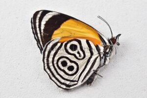 Diaethria clymena peruviana ♂ ABERRATION* ORANGE FORM