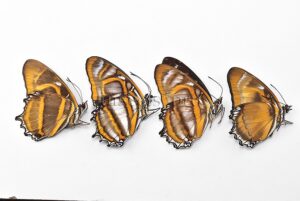 Metamorpha elissa elissa A1 ♂ ABERRATION* FOUR (4) MELANIC SPECIMENS SET of 4 sp.