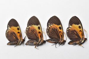 Duboisvalia ecuadoria ♂♀ CASTNIIDAE SET of 4 sp.