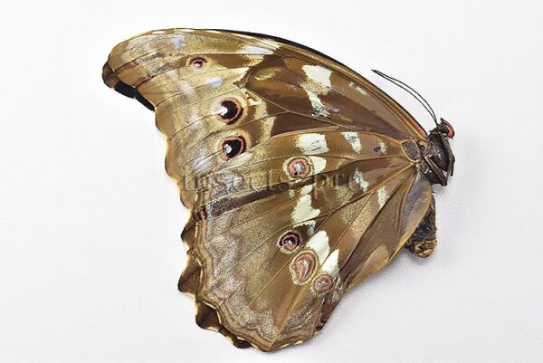 Morpho godartii tingomariensis *GYNANDROMORPH* ⚥ "CROSSED MOSAIC" - Image 2