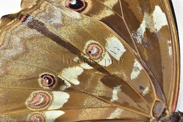 Morpho godartii tingomariensis *GYNANDROMORPH* ⚥ "CROSSED MOSAIC" - Image 4