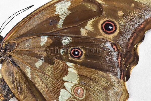 Morpho godartii tingomariensis *GYNANDROMORPH* ⚥ "CROSSED MOSAIC" - Image 6