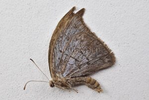 Riodinidae spp.  nov. sp.