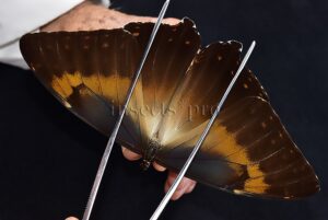Morpho cisseis jeannoti A1 ♂