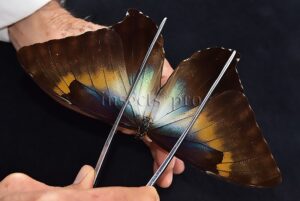 Morpho cisseis jeannoti A1 ♂