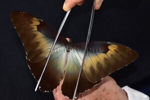 Morpho cisseis jeannoti ♂ GOOD FORM