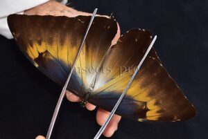 Morpho cisseis jeannoti A1 ♂