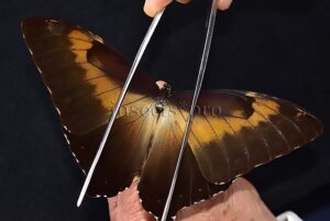 Morpho cisseis jeannoti A1 ♂