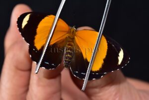 Callicore cynosura cynosura A1 ♀ RARE