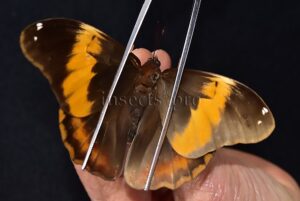 Selenophanes cassiope perenensis ♂ RARE