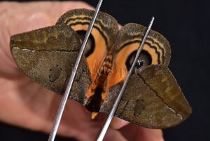 Automeris sp. A1 ♂ HIGH ALTITUDE SATURNIIDAE