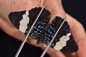 Hamadryas arinome A1 ♂ ABERRATION* INTERESTING MELANIC ABERRATION SET of 2 sp.