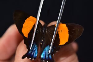 Ancyluris inca cacica A1 ♀