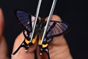 Chorinea sylphina f. terpsichore A1 ♂ ABERRATION* ORANGE FORM TERPSICHORE