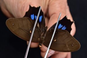 Antirrhea philaretes avernus A1 ♂ RARE