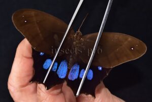 Antirrhea philaretes avernus A1 ♂ RARE