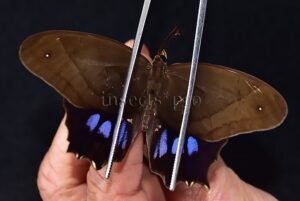 Antirrhea philaretes avernus ♂ RARE
